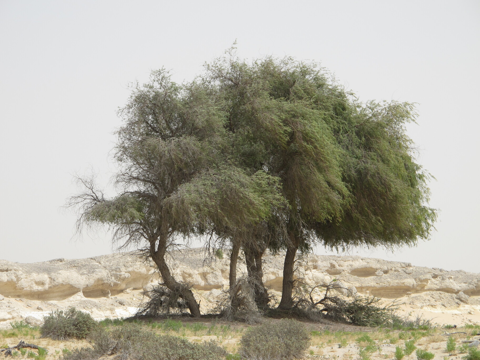 Plant Image